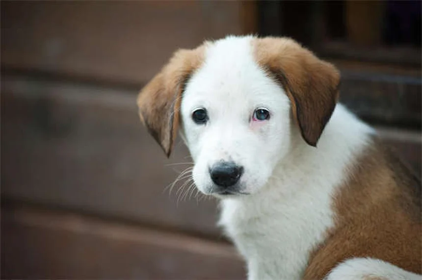 고양이 흉막 삼출증, 생명 위협하는 증상과 응급 대처법