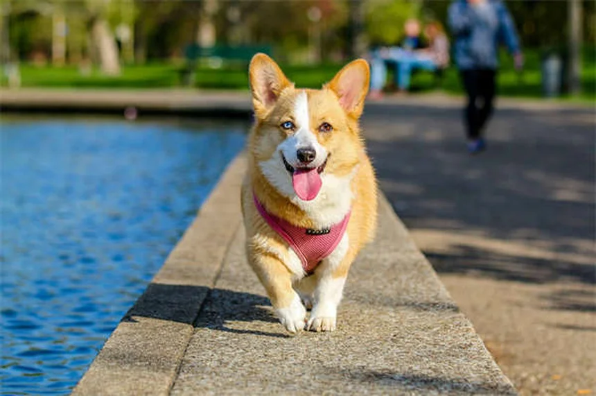 새끼 고양이 성별 확인하는 가장 쉬운 방법 3가지