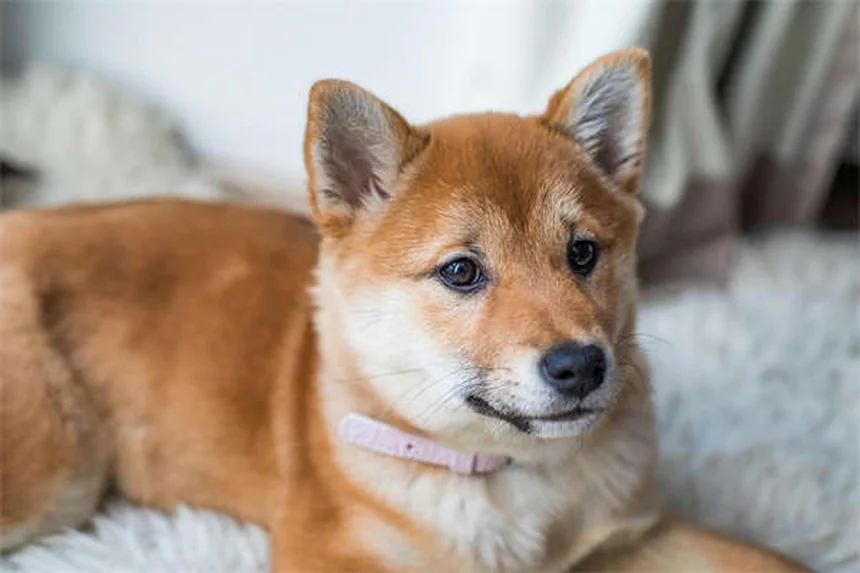 고양이 스트레스 해소법 7가지: 자연적인 진정 허브부터 영양제까지