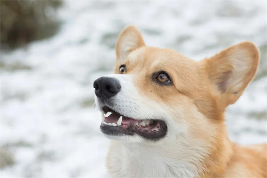 고양이 콧물 원인과 치료법, 수의사가 알려주는 대처법