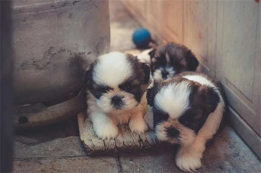 고양이 흉막 삼출증, 생명 위협하는 증상과 응급 대처법