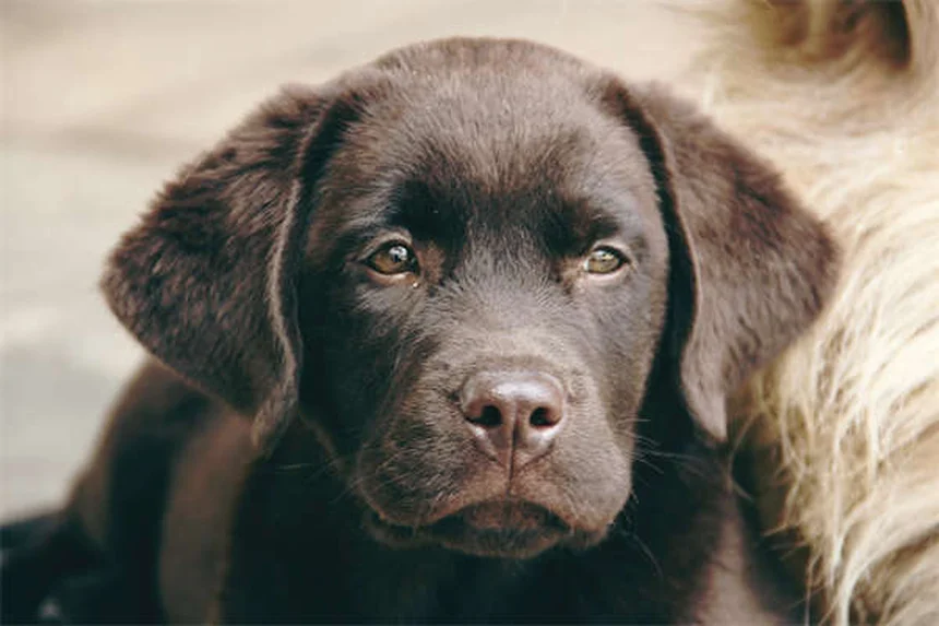 고양이 변실금 원인과 증상, 이렇게 관리하세요!