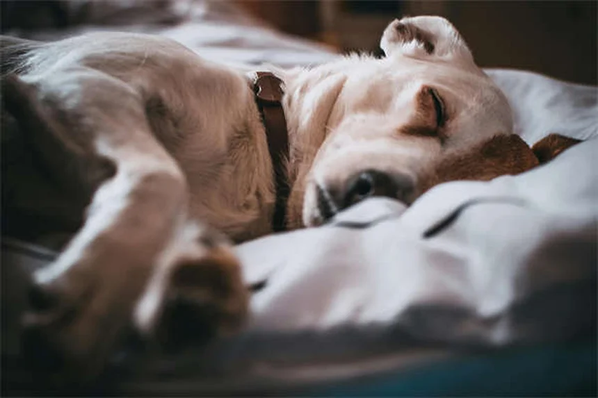 고양이 변실금 원인과 증상, 이렇게 관리하세요!