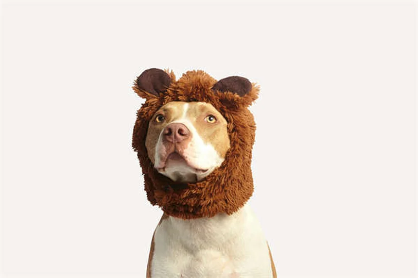고양이 치아 문제, 이렇게 관리하면 100% 예방 가능해요!