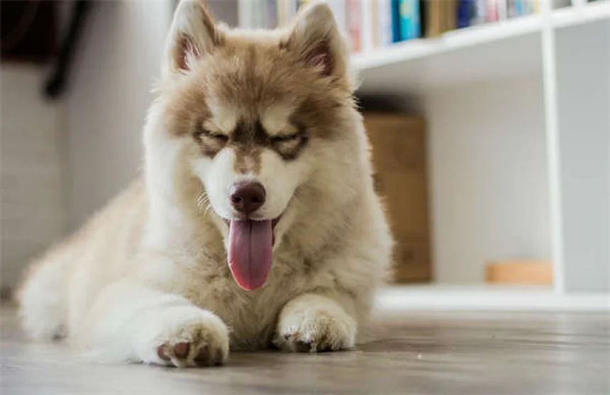 고양이 치아 문제, 이렇게 관리하면 100% 예방 가능해요!