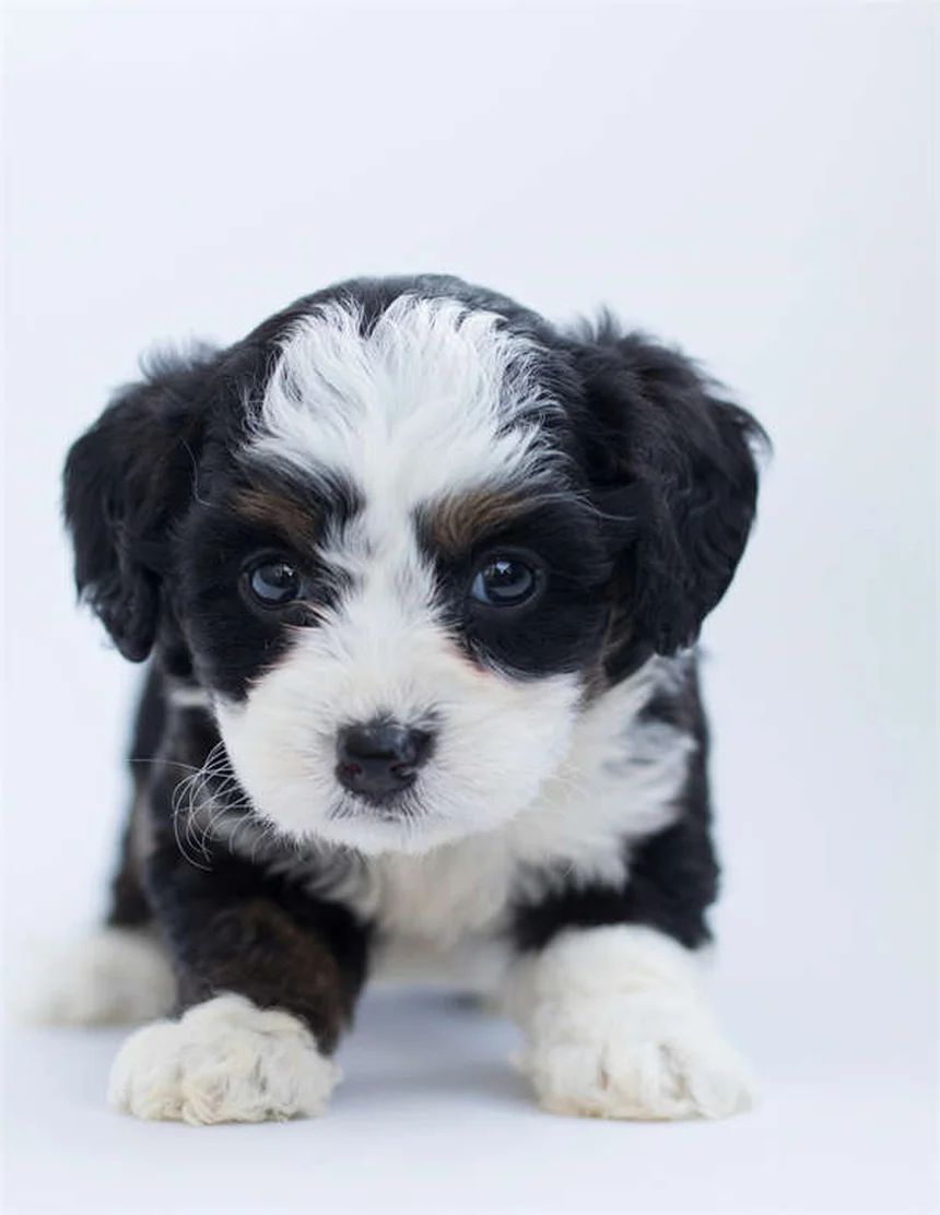 고양이 영양제 꼭 필요한 경우 5가지, 수의사가 추천하는 제품은?
